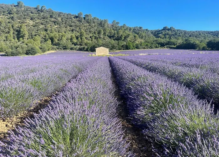 Coeur De Provence