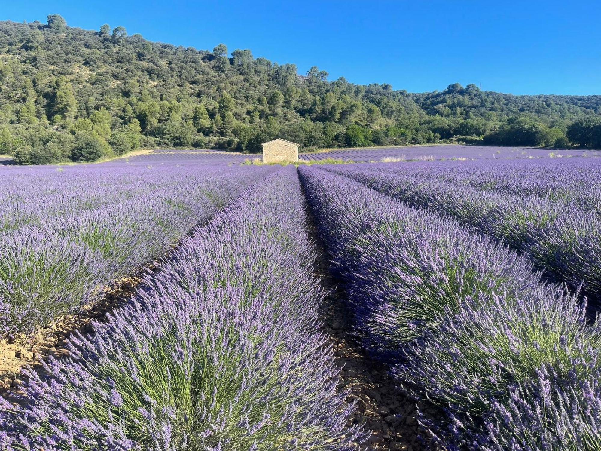 Coeur De Provence Appartement *